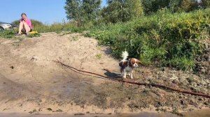 Тедди в Степном 2024