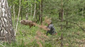 Приручение косули. )