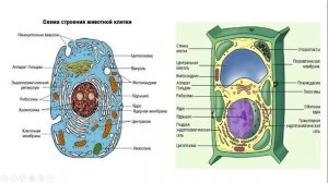 Урок №6 "Общий план строения клетки"
