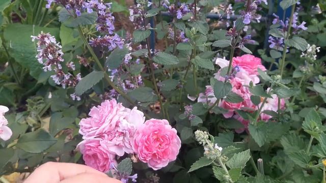 Роза Жасмина смотреть онлайн