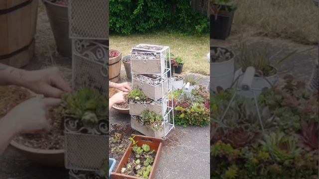 Succulent potting ideas. смотреть онлайн
