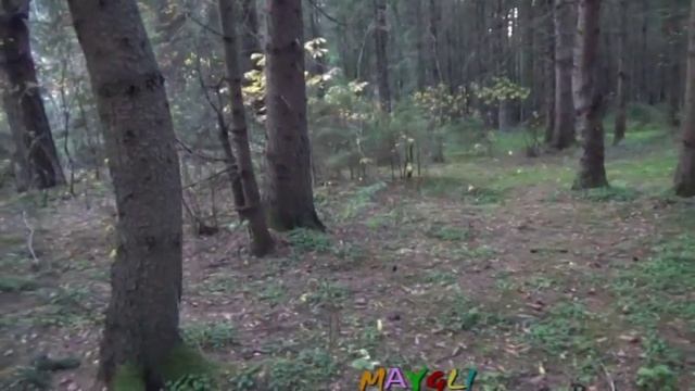 Грибы Вешенки в лесу. Паутинники съедобные. Неопознанные грибы. смотреть онлайн