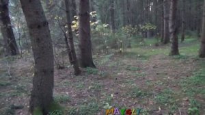 Грибы Вешенки в лесу. Паутинники съедобные. Неопознанные грибы.