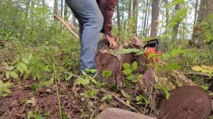 Rebuilt Echo CS-550P Bucking Walnut.