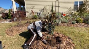 How To Plant A Tree in Fall