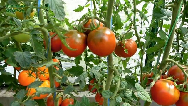 Эти пять СЛАДКИХ томатов завязывают плоды в СЛОЖНЫХ погодных условиях! Советы от ЗЕЛЕНОГО ОГОРОДА! смотреть онлайн