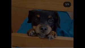 В память о люсе/\собака Эдисона/\помним/\любим/\скорбим