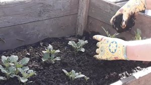 Эксперимент по выращиванию картошки из глазков!Часть третья!