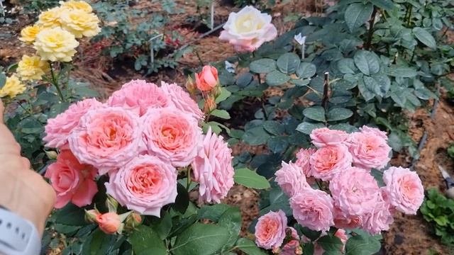 Рози Alexandra Princesse de Luxembourg,Emilien Guillot,Institut Lumiere,Kosmos. Розплідник Каприфол смотреть онлайн