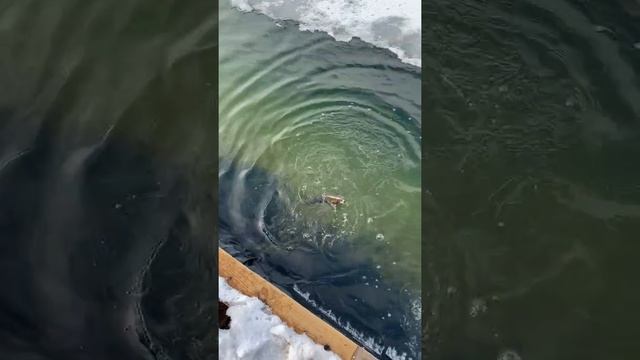 Рыбалка 28.03.2021 ФП Алмазово смотреть онлайн