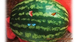 Арбуз обыкновенный Кримсон Вондер (krimson vonder) ? обзор: как сажать, семена арбуза Кримсон Вонде