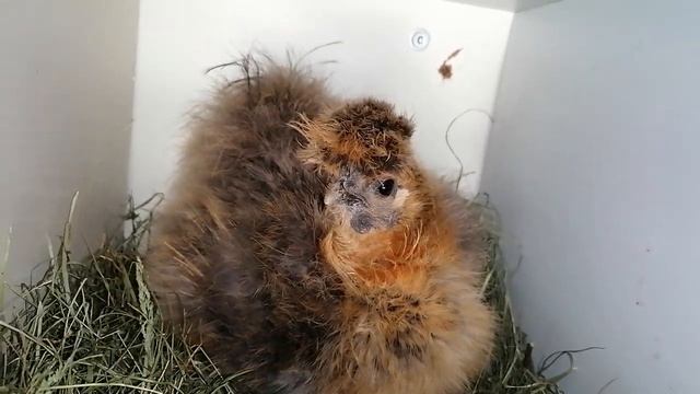 Эксперимент. Выведет ли карликовая курочка магазиные перепелиные яйца? :-) смотреть онлайн