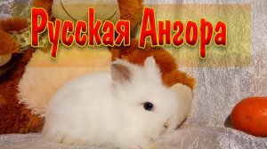 Русская Ангора: декоративные кролики