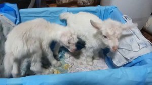 Новорожденные козлята