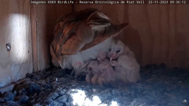 СОВЕНЯТА РОСТУТЬ. СИПУХА. РІТ-ВЕЛЛ. ЕБРО. ІСПАНІЯ 22-11-23-BARN OWL. RIET VELL. DELTA DEL EBRO SPAI смотреть онлайн