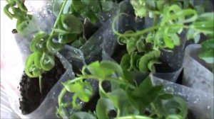 Летнее черенкование ивы Вавилонская Криспа