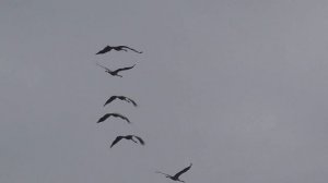 Видео-Охота на кабана и косулю. 4 марта 2017г.