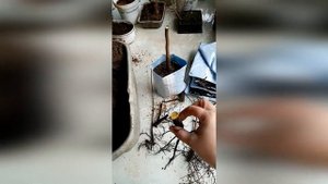 Корневое черенкование хурмы.