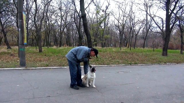 Американская акита - обучение команде рядом (первое занятие) смотреть онлайн