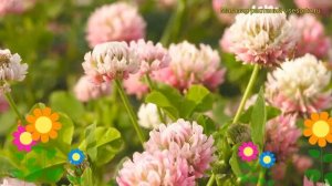 Смесь сидератов Клевер розовый. Краткий обзор, описание характеристик, где купить семена