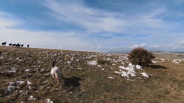 Музыка для Души! Потрясающе Красивая Эмоциональная Мелодия, уносящая вдаль! бегущая лошадь.mp4