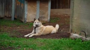 КОПАЕМ КАРТОШКУ У ДЕДА