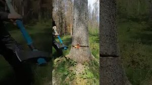 Валка дерева с двумя клиньями.