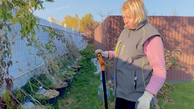 Огурцы в Бочках - Секрет Выращивания / Огуречная рассада смотреть онлайн