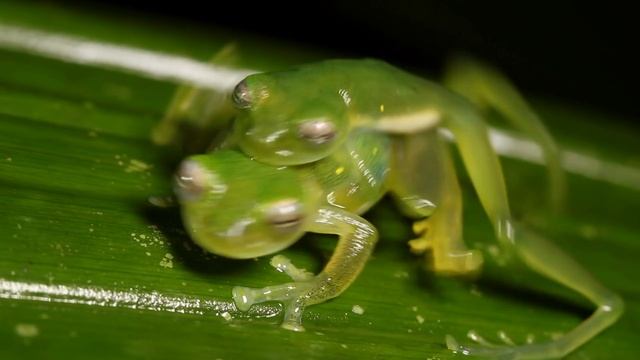 The Glass Frog Isn’t Made of Glass But That Would Be Pretty Cool | WIRED смотреть онлайн