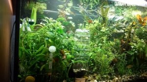 Углекислый газ для растений в аквариуме из таблеток! Проводим эксперимент