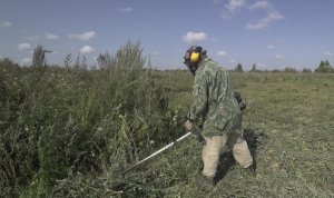 2022 Август. Продолжаю скашивать сорняки и копаю первый картофель