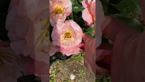 Роза Мари-Кюри