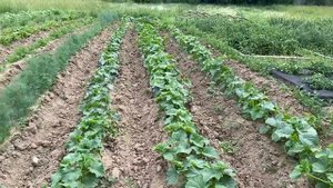 Огурцы в открытом грунте. Советы по уходу. Июнь 2020.mp4