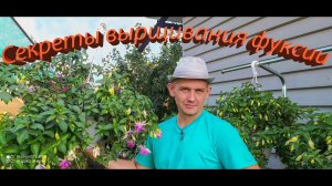 Секреты выращивания фуксии. Как размножать Фуксии. Как сохранять фуксию. Правильное место для фуксии