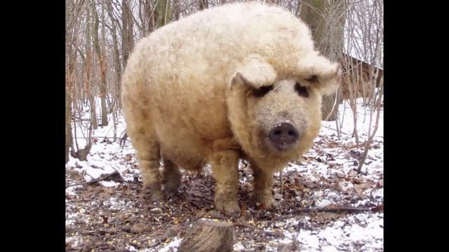 Пушистые свиньи – внешний вид овцы и характер собаки смотреть онлайн