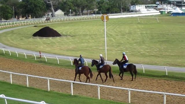 Garrison Savannah Racetrack, Bridgetown, Barbados. смотреть онлайн
