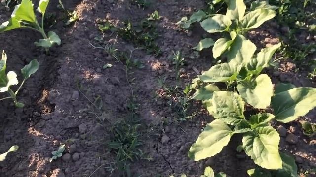 Вносим ЕвроЛайтинг плюс | Урожайность  ячменя под УГРОЗОЙ