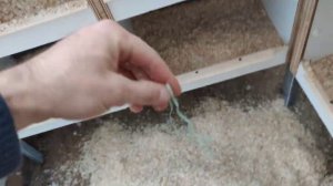 Как я оборудовал свою голубятню? pigeons