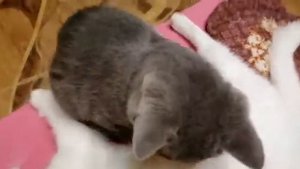 Котенок пьет молоко у кошки