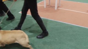 АМЕРИКАНСКИЙ БУЛЛИ. Плюсы и минусы амбулли AMERICAN BULLY