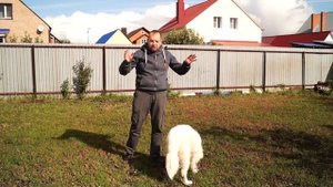Как кормить собаку.Дневник кинолога Алексея Саламатина