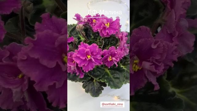 ЛФ-Малина (Л.Федосеева) #Сортовыефиалки #фиалка #фиалки #фиалкипочтой