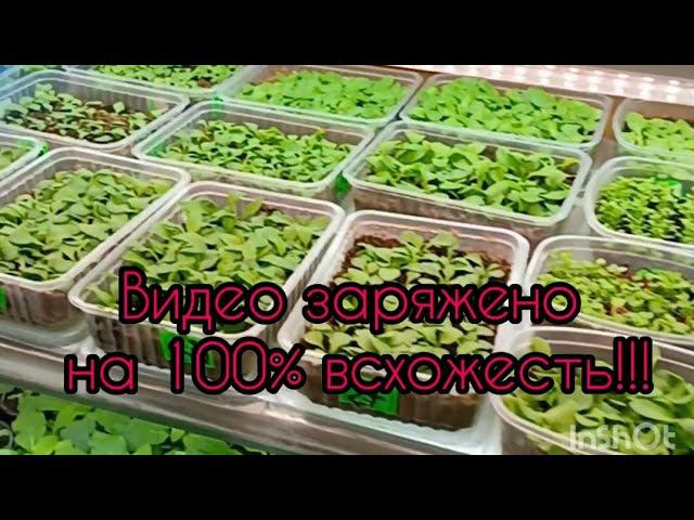 Так получишь100% всходов! Секреты и нюансы посева мелких гранулированных семян петунии #посевпетунии