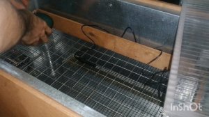 инкубация страуса Эму  от и до. вместе с вами поэтапно.