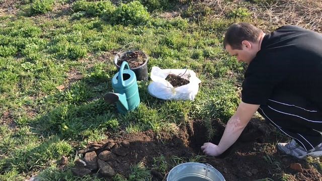 КАК ПРАВИЛЬНО ПОСАДИТЬ СОСНУ - ЕЛКУ Своими Руками смотреть онлайн