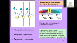 ВШЭ лекция 15 сенсорные системы