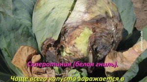 Болезни капусты и как с ними бороться. Описание с фотографиями и способы лечения. Всё в одном видео