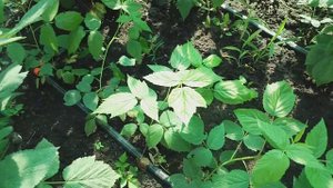 Малина: сорт Мапема (Mapema)