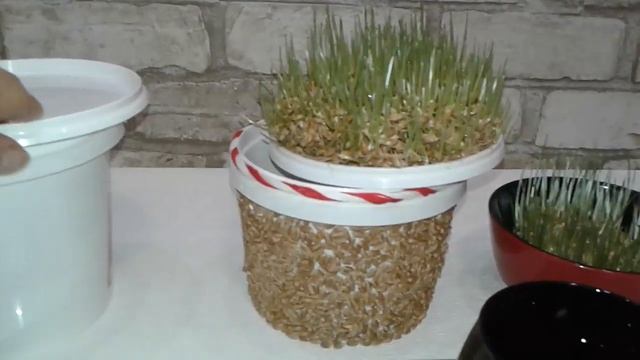 How to grow wheat at home / Как вырастить пшеницу в домашних условиях \ how to grow wheat at home