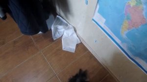 ПРИУЧЕНИЕ ЩЕНКА К ТУАЛЕТУ. Часть 1. Как приучить собаку к пеленке.